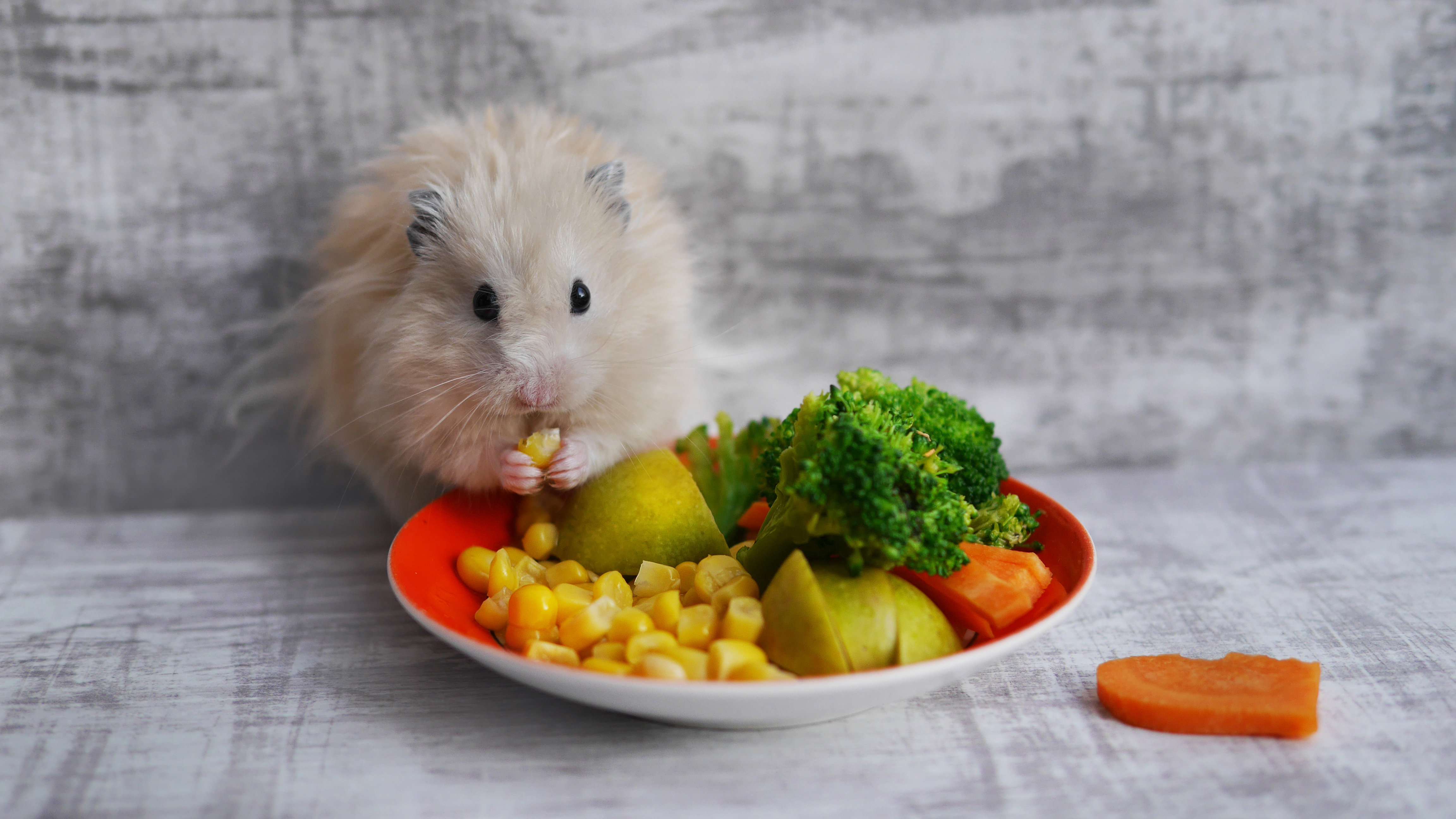 Animais de estimação pequenos e diferentes