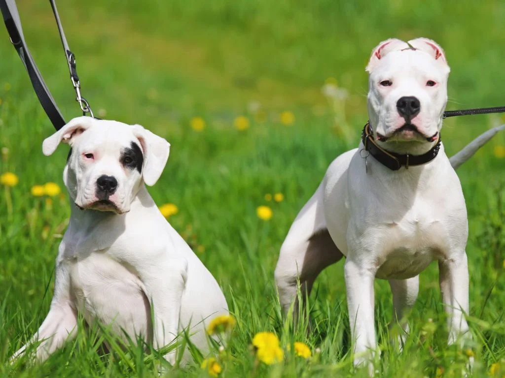 Dogo argentino