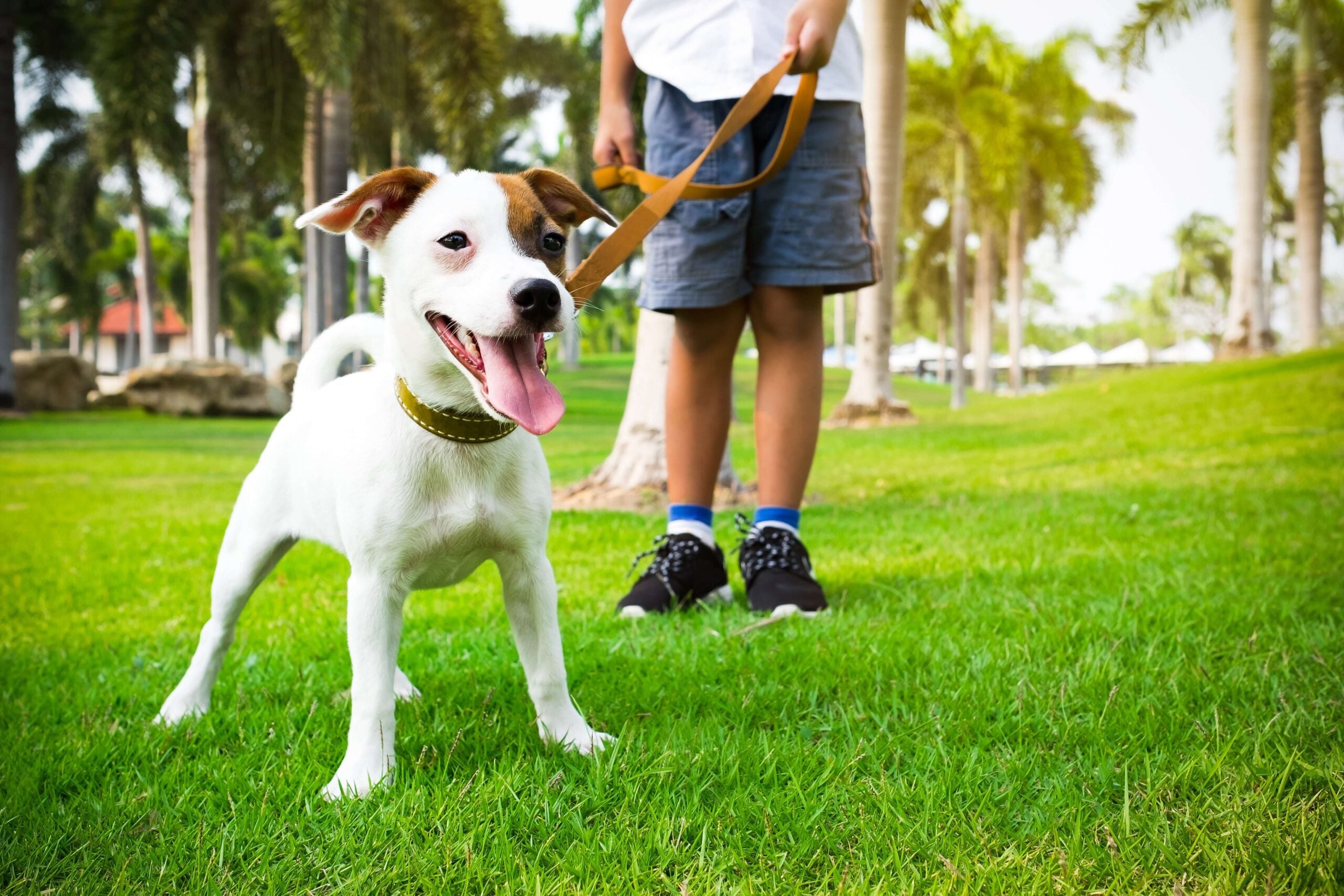 Passear com cachorro: veja por que é tão importante