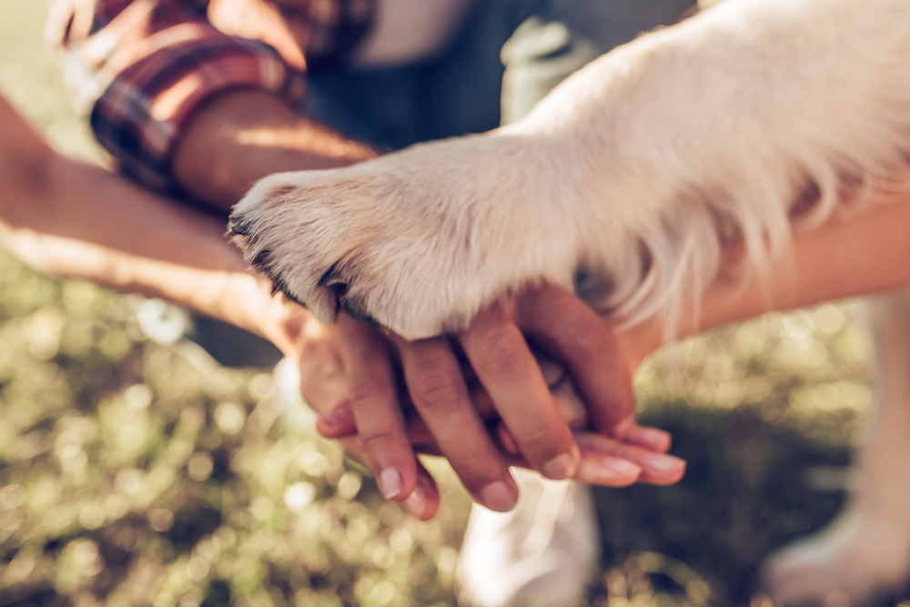 Mãos humanos e uma pata de cachorro umas sobre as outras