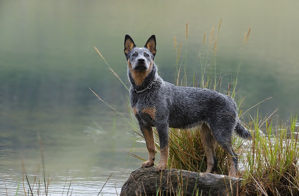 Qual a diferença entre o Pastor Australiano e o Boiadeiro Australiano (Blue  Heeler)?