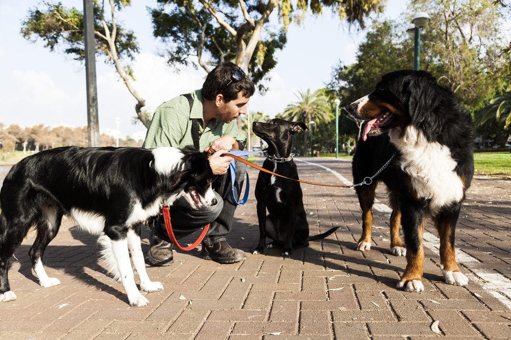 Dogwalker: quando contratar