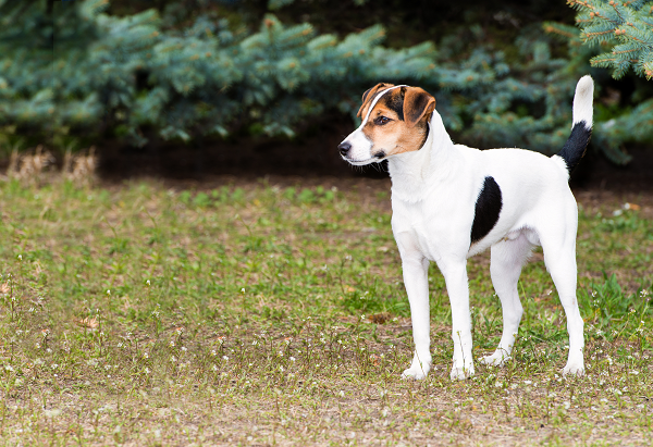 Fox Terrier