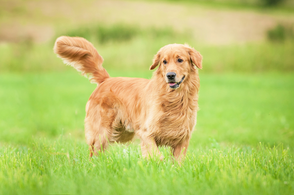 Ele tem energia de Golden Retriever!