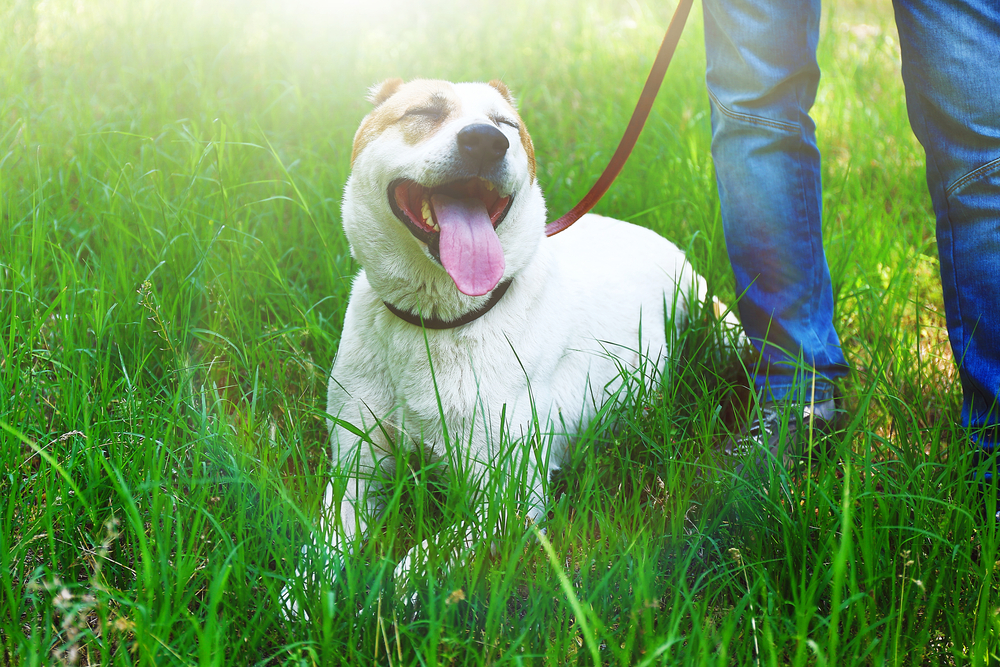 Cachorro respirando com a boca aberta e olhos fechados