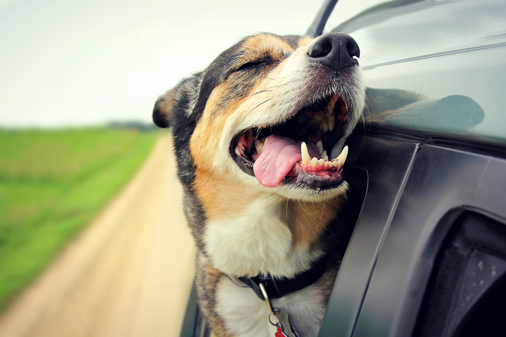 Cachorro andando de carro com a cara para fora da janela tomando vento