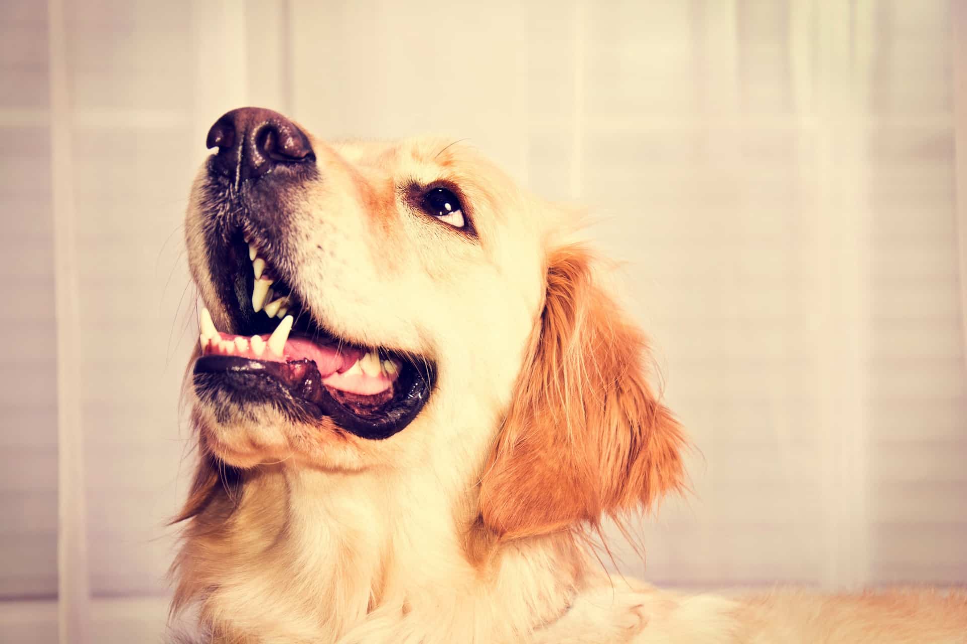 Cachorro latindo muito? Descubra o que fazer
