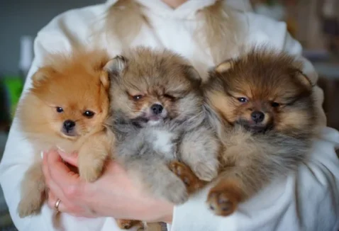 Como é a personalidade do Lulu da Pomerânia?