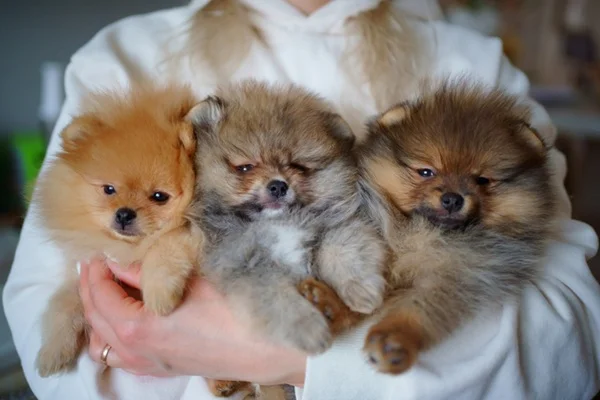 Como é a personalidade do Lulu da Pomerânia?