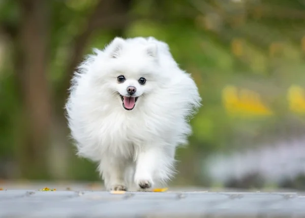 Lulu da pomerânia branco.