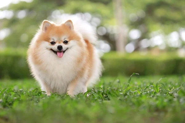 Spitz Alemão Anão.