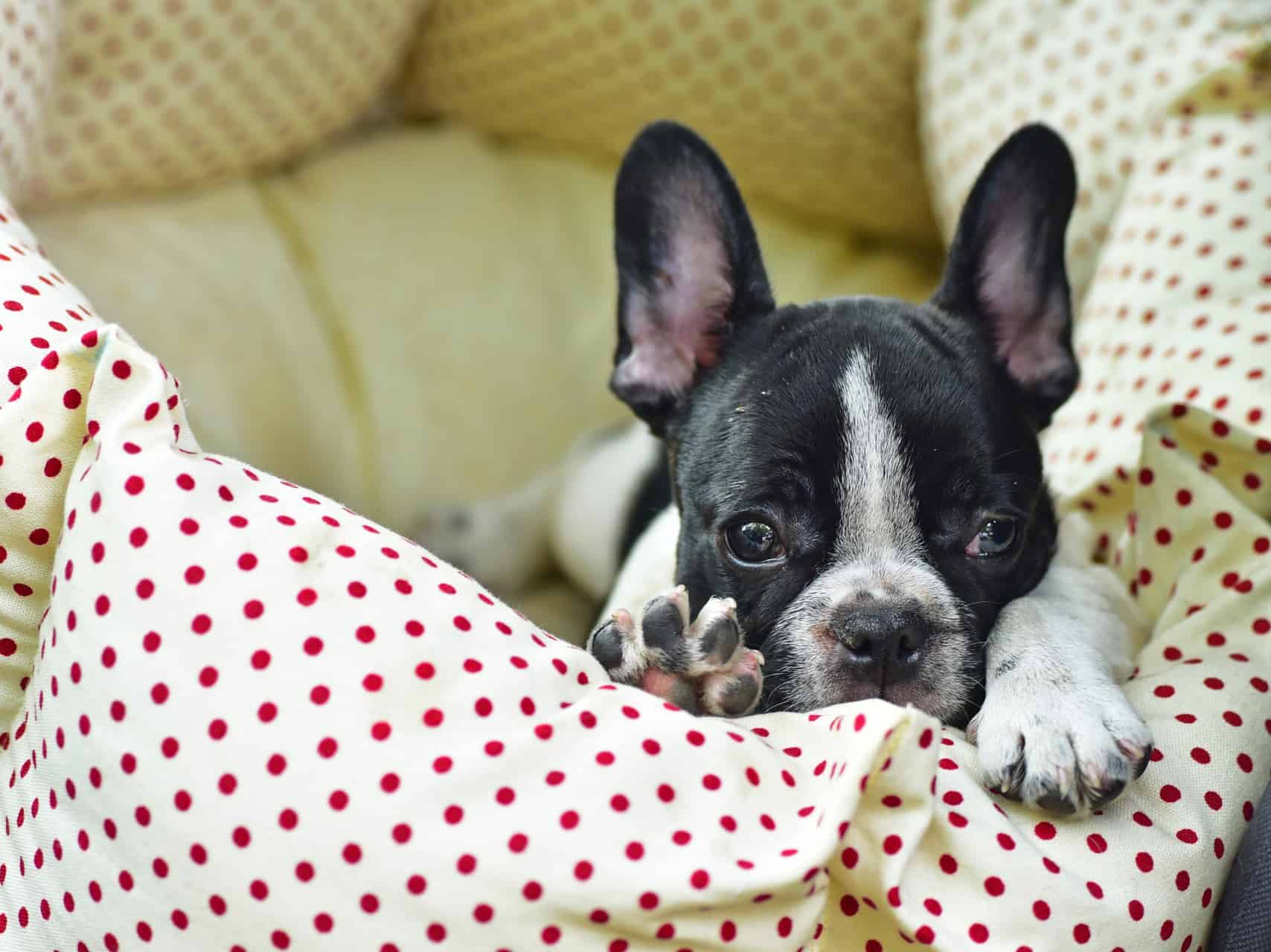 Cachorro bravo: o que fazer?