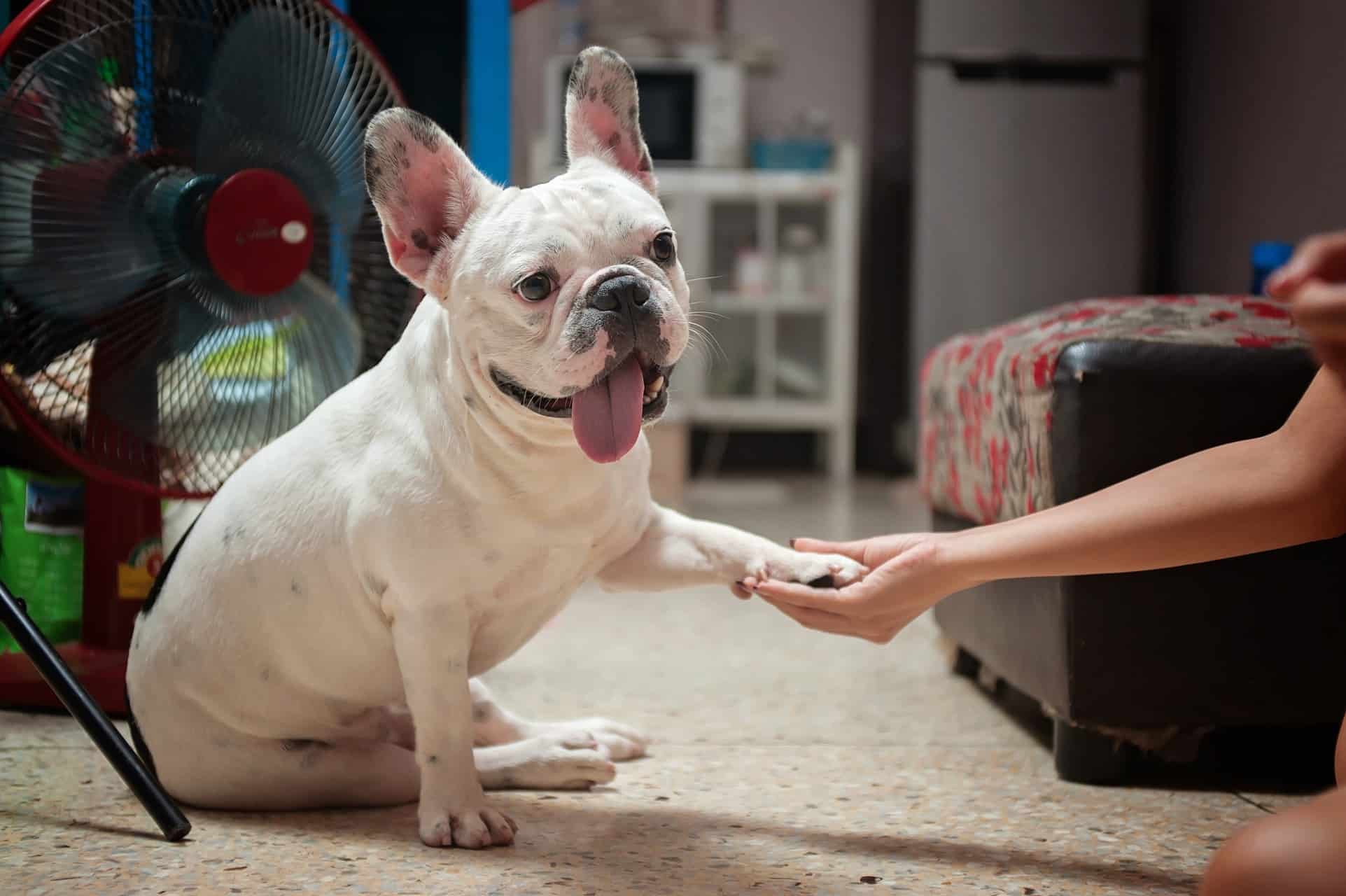 Como treinar um cachorro?