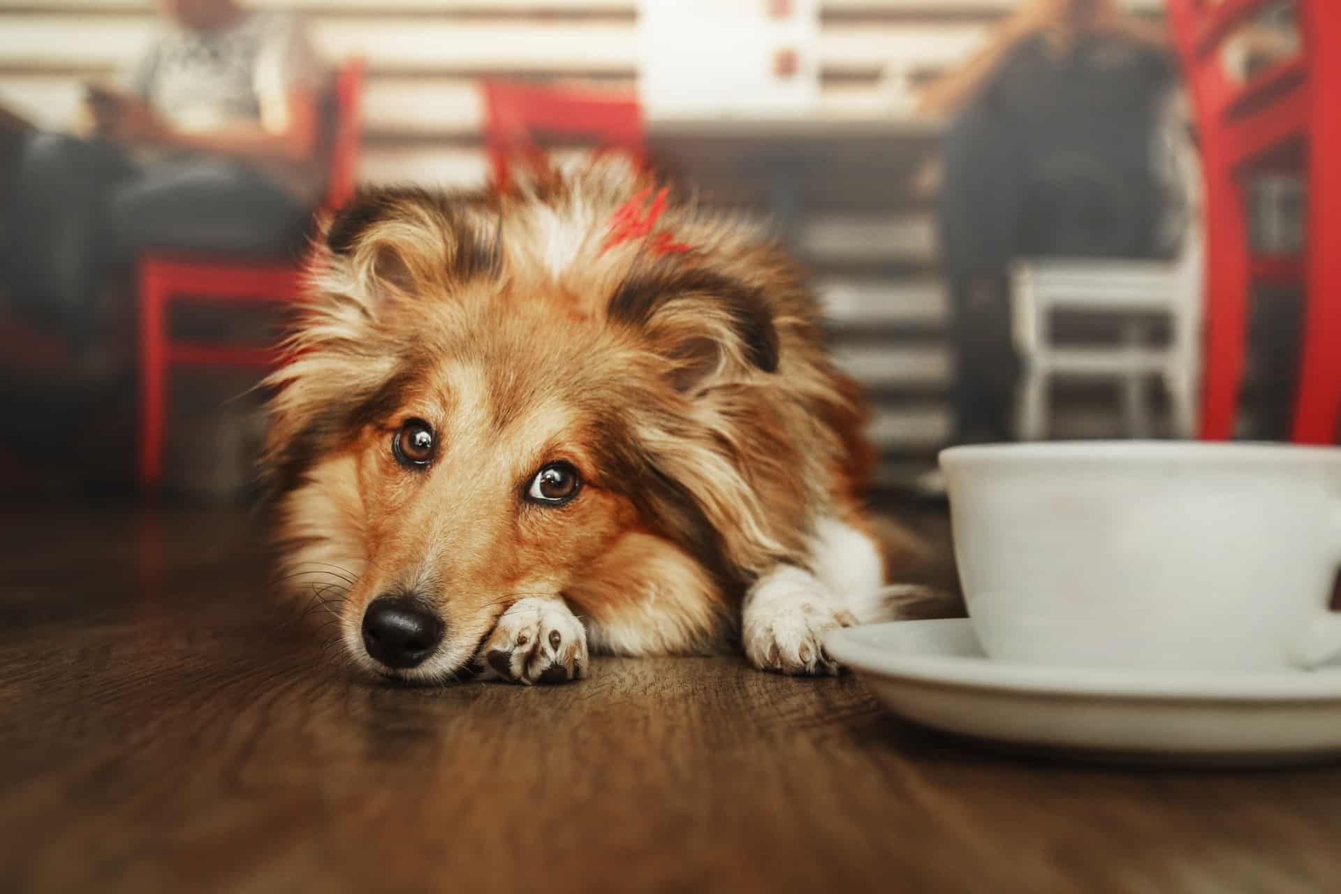 Cachorro assustado: o que fazer para acalmar