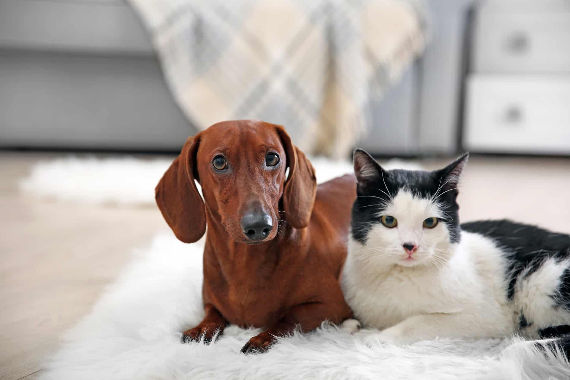 Como acostumar gato e cachorro juntos