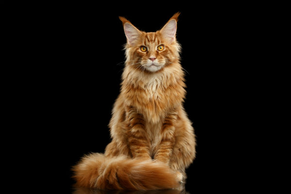 Cuidados com o Maine Coon | Petlove