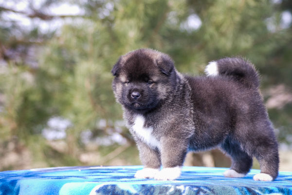 Akita filhote