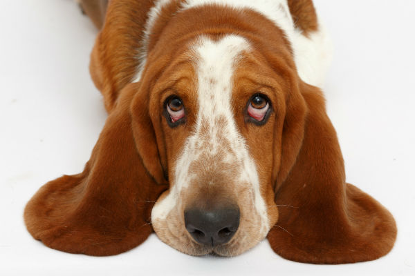 Características do basset hound