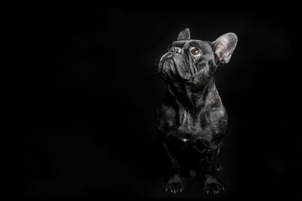 Buldogue francês preto olhando para cima