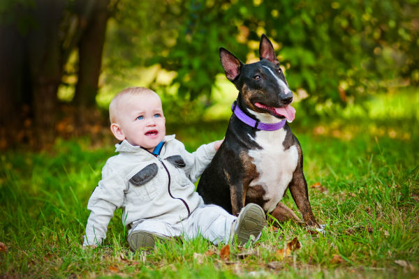 Fotos de cachorro bull terrier