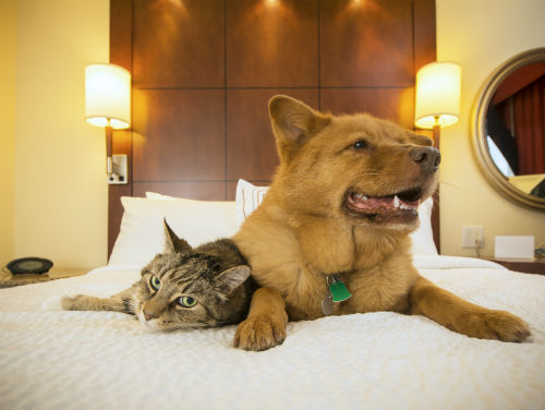 Petlove fecha parceria com Pestana Hotel Group, rede de hotéis pet friendly