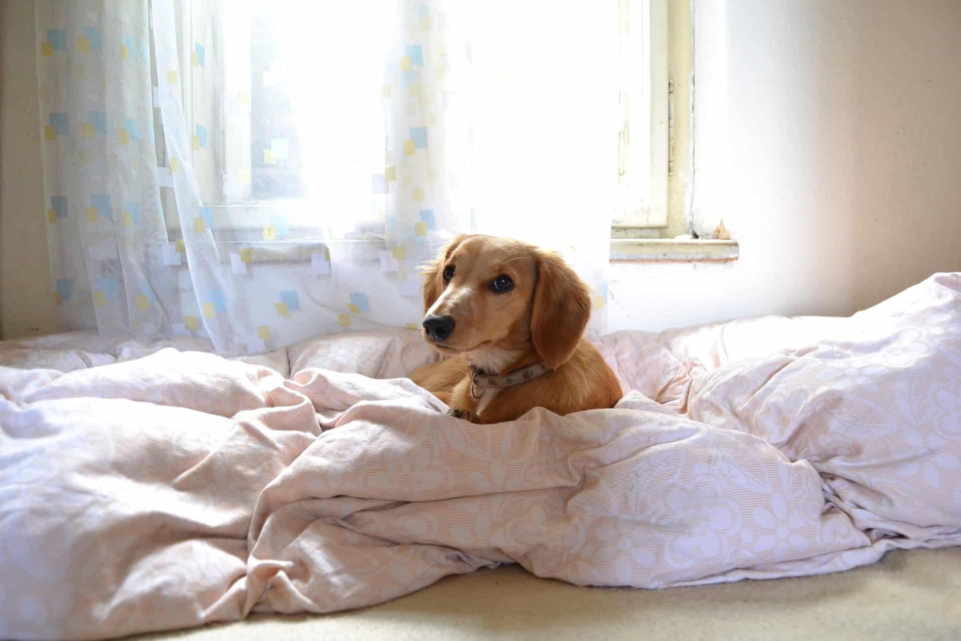 Cachorro sente frio? Veja como descobrir e o que fazer