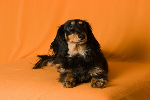 Conheça o dachshund pelo longo