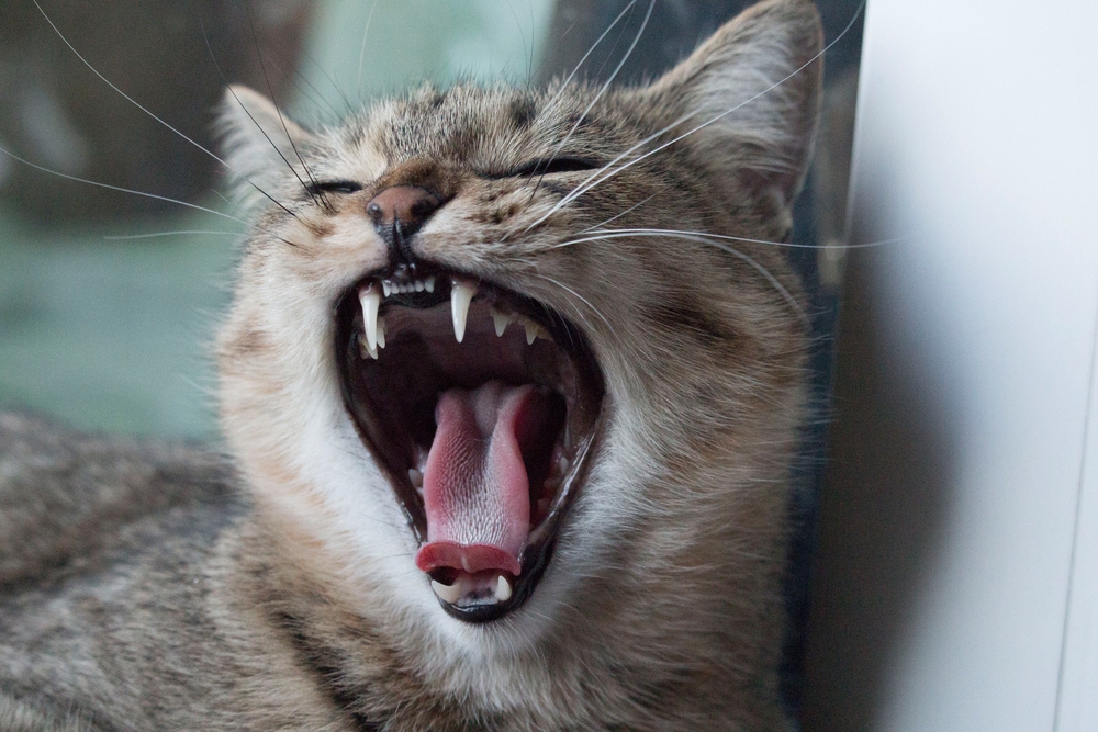 Escovar dentes de gato é necessário?