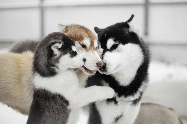 Três Huskys Siberianos