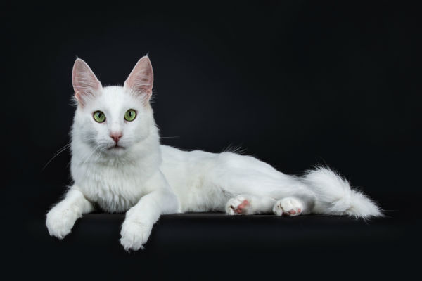 A história do gato angorá