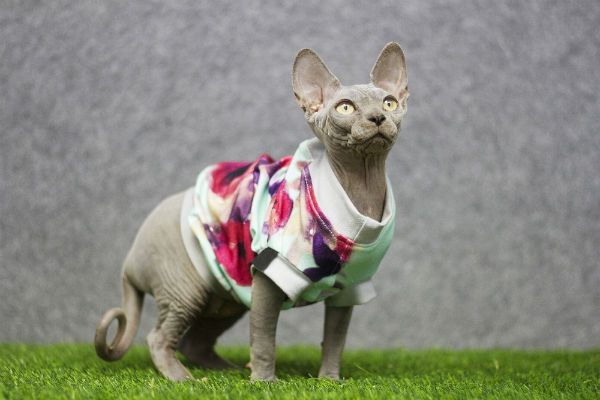sphynx de roupa
