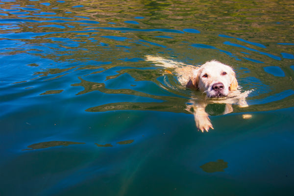 Ele tem energia de Golden Retriever!