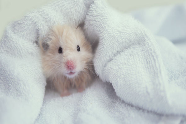 Hamster coberto por uma toalha