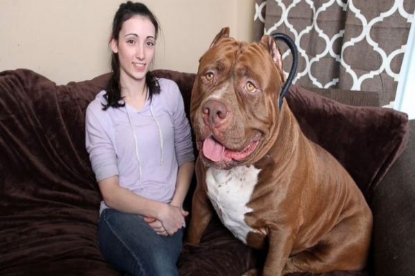 O maior cachorro do mundo é Zeus, um Dogue Alemão que mede 1.118