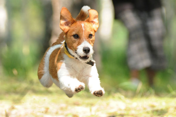 Jack Russel saltando