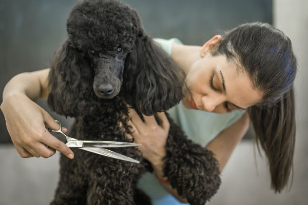 Poodle gigante sendo tosado