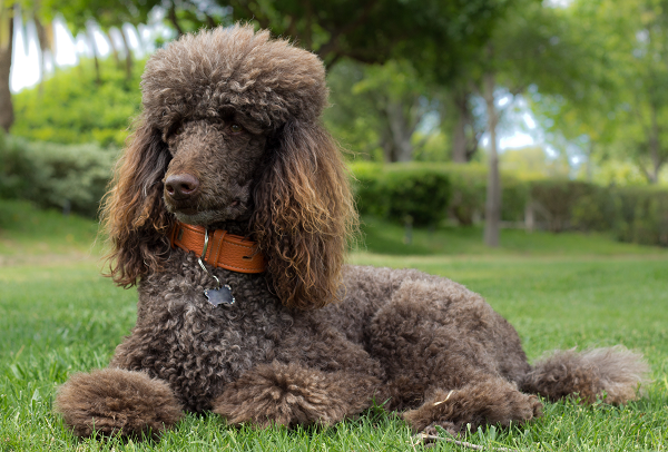 Poodle gigante deitado na grama