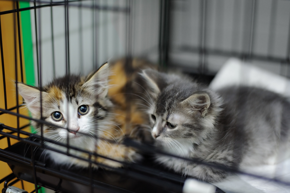 Gatinhos em uma gaiola