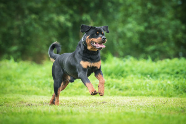 Rottweiler Cabeça De Touro