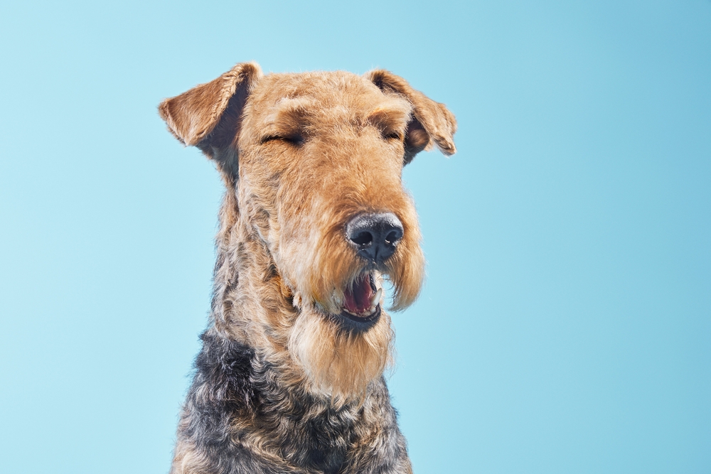 Espirro reverso em cães