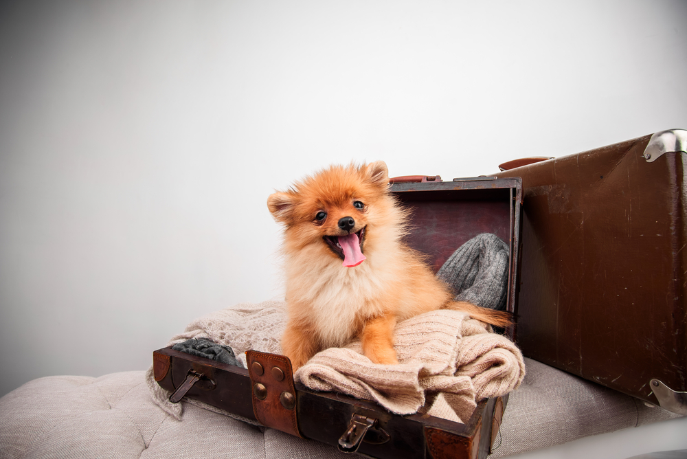 Hotel para cães: como escolher o melhor