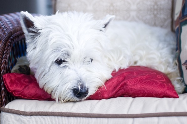 West highland White Terrier deitado em uma poltrona