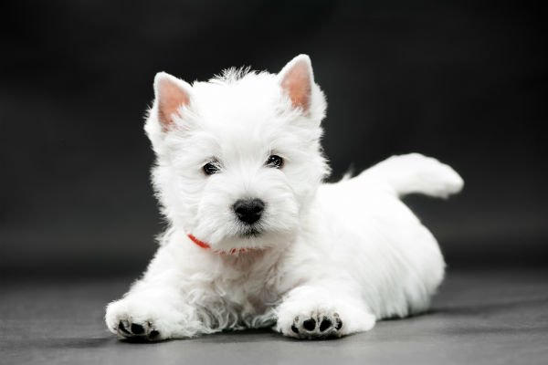 A História Do West Highland White Terrier | Petlove