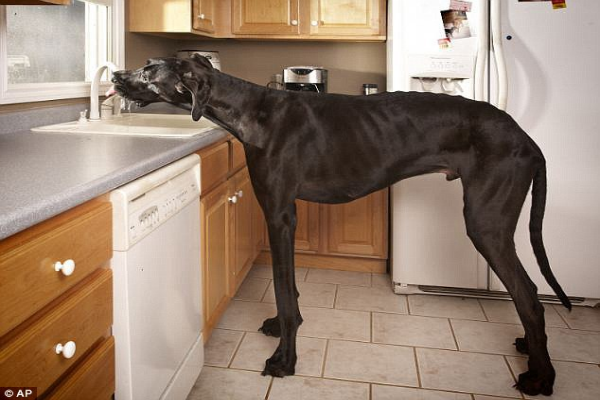 Conheça zeus considerado o maior cachorro do mundo, Bichos