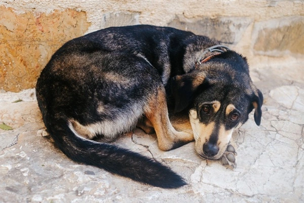 Cachorro abandonado.