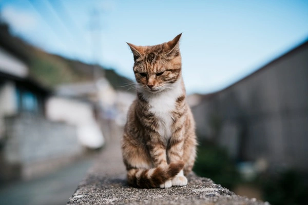 Gato abandonado.