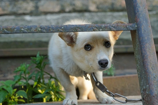 Saiba como denunciar maus-tratos a animais