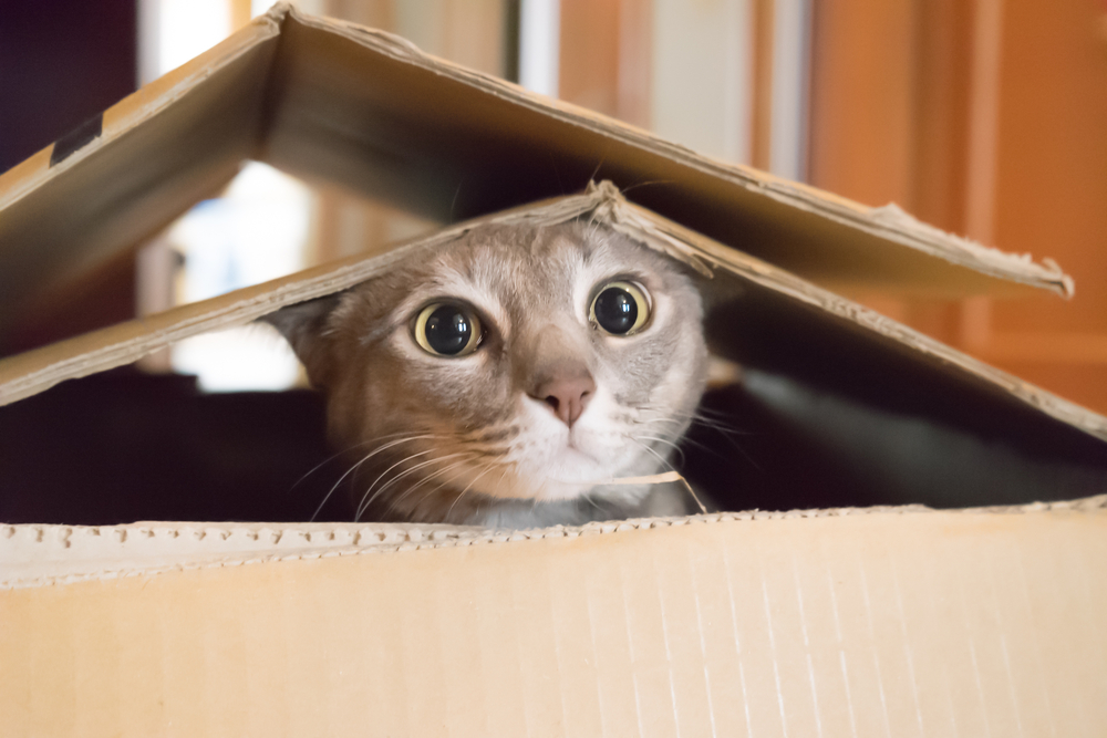 Razões para adotar um gato