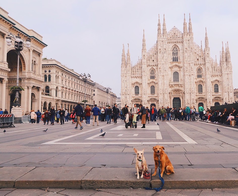 Viajar com Animais: as aventuras de Debbie, Luca e Lisa