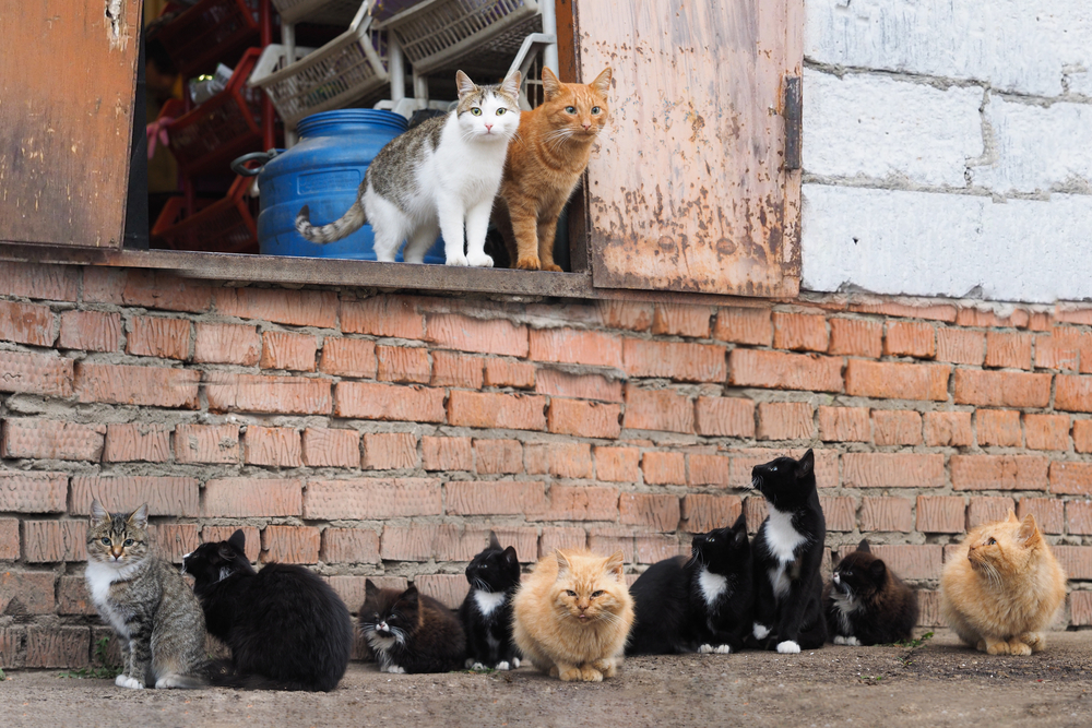 Dia do Protetor de Animais